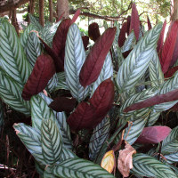 Ctenanthe  setosa